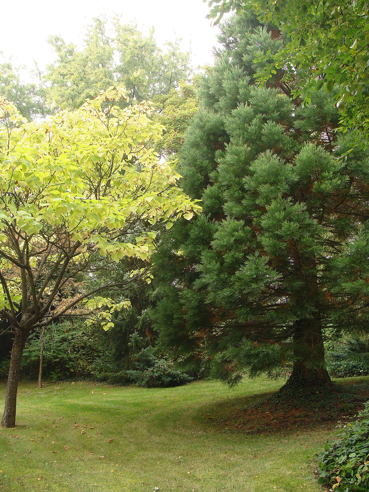 Abbaye de Saint-Martin-des-Glandières